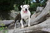 BOULEDOGUE AMERICAIN 111